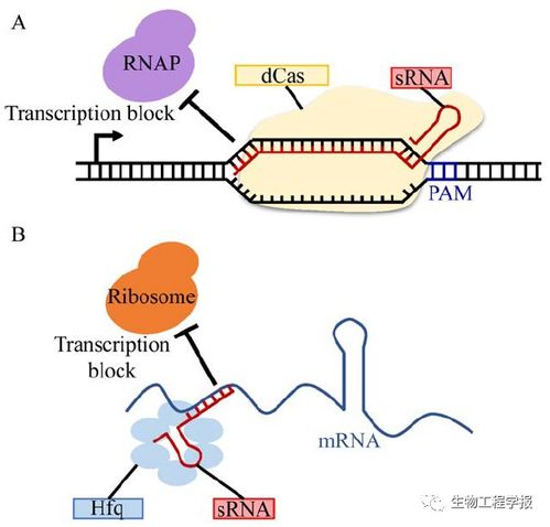 鄭平團隊丨谷氨酸棒桿菌的代謝工程使能技術研究進展